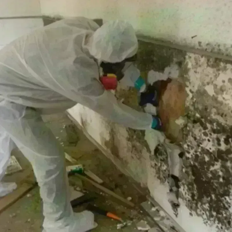 Mold Remediation and Removal in San Ramon, CA